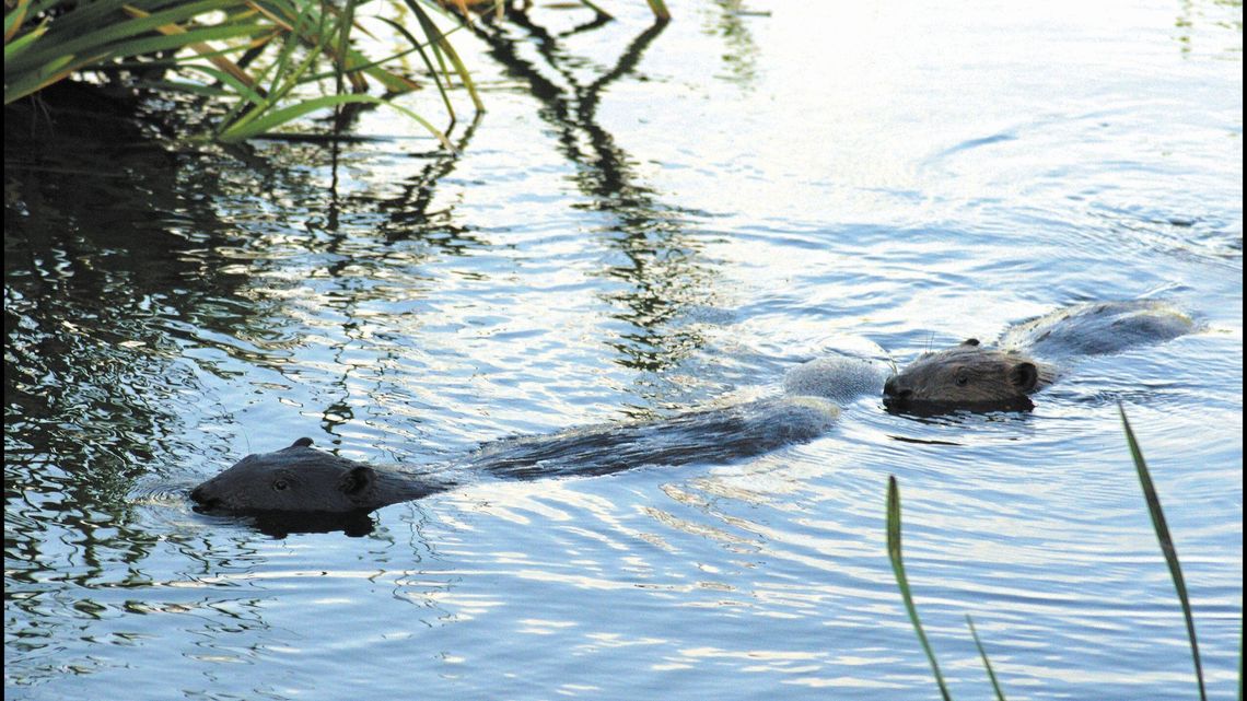 Bobry zamiast dziewczyn w bikini. Pustki nad zalewem Bobry zamiast dziewczyn w bikini. Pustki nad zalewem