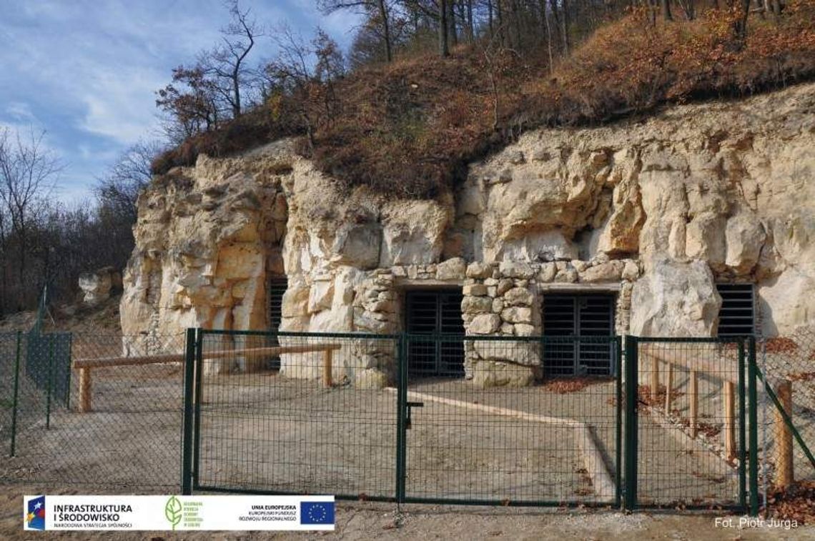 Bochotnica: Nietoperze w kamieniołomie mogą spać spokojnie