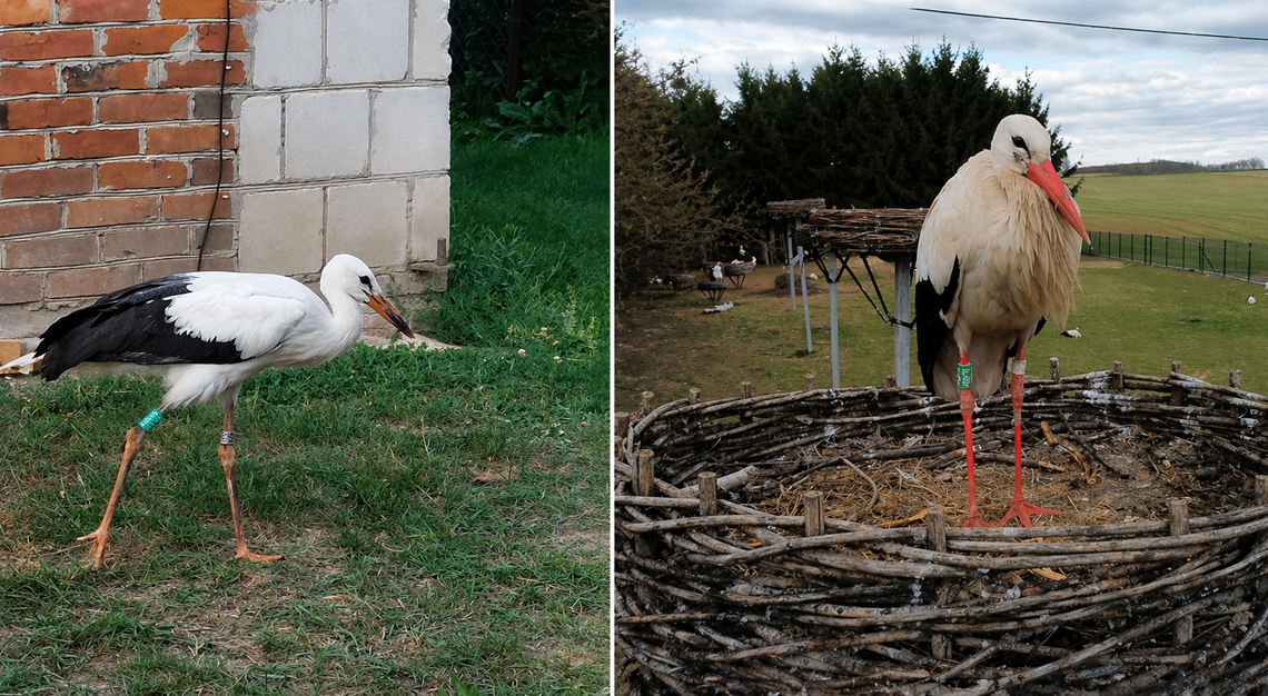 Wraca tam, gdzie dostał drugą szansę. Bocian po latach znów w Kozubszczyźnie