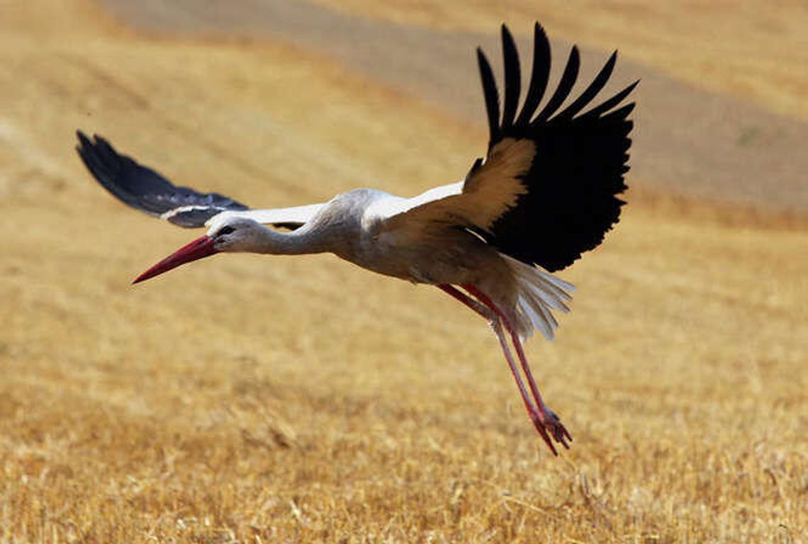 Bocian wleciał w samochód