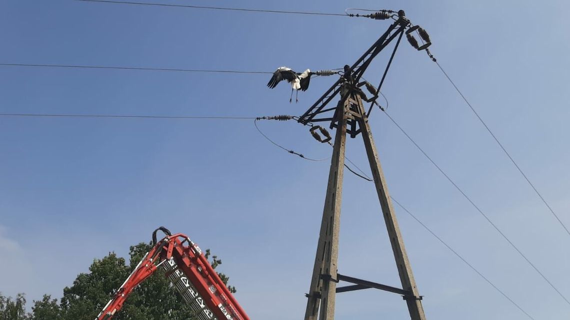 Bocian zawisł na drutach pod prądem. Uratowali go strażacy