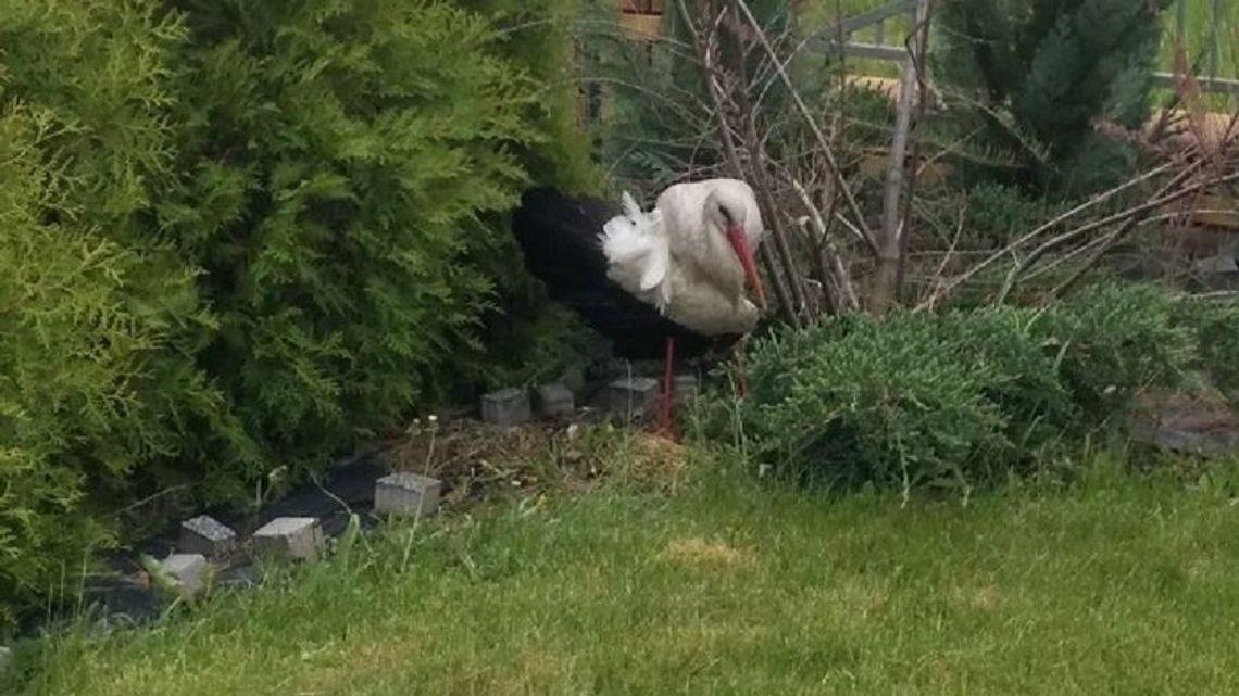 Bocian złamał skrzydło. Policjant po służbie zaopiekował się ptakiem 