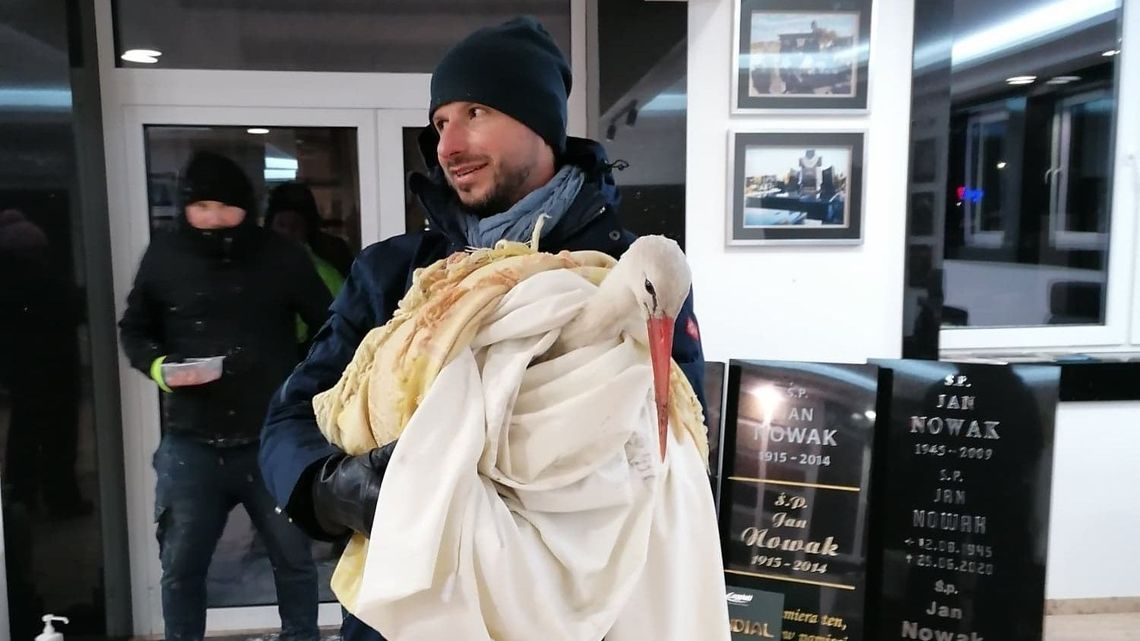 Bocian został na zimę w Lubartowie i miał szczęście, że był koło Biedronki Bocian został na zimę w Lubartowie i miał szczęście, że był koło Biedronki