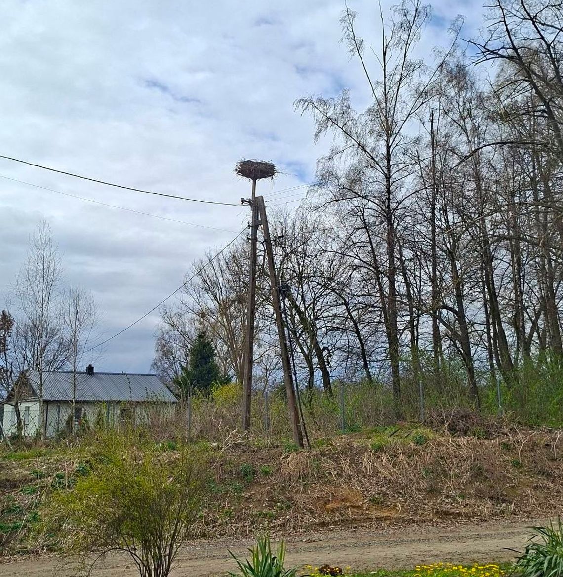 Bocianie gniazdo przeniesione ponad linię energetyczną
