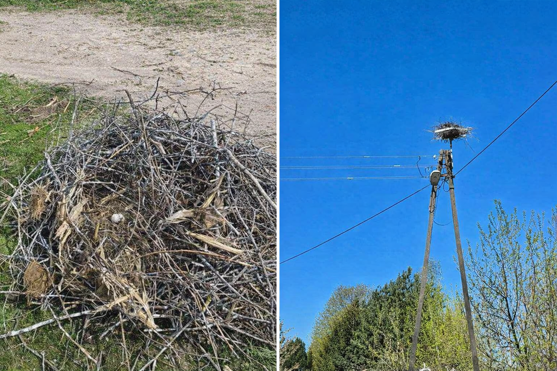 Bocianie gniazdo spadło podczas wichury. Jest reakcja energetyków