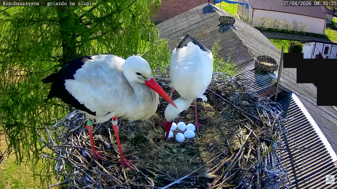 Bocianie rodziny pod czujnym okiem kamer. W gniazdach pojawiły się już pierwsze jaja