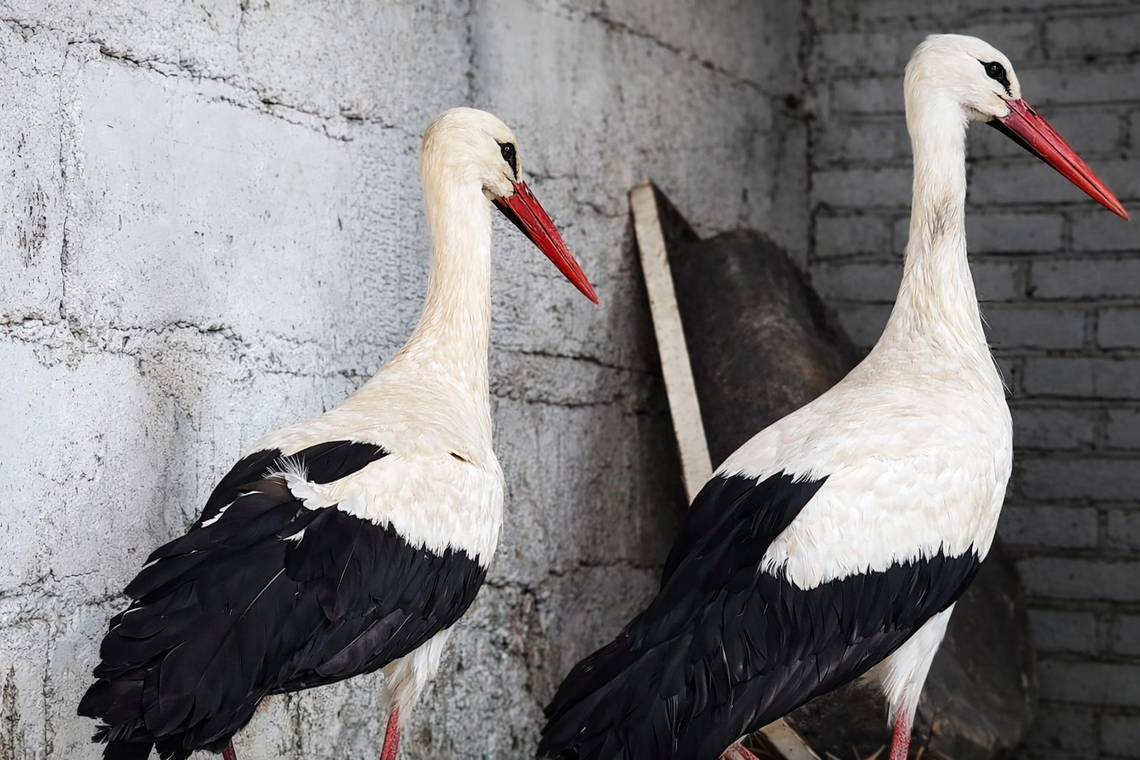 Bociany po przejściach trafiły do ośrodka. Teraz same zdecydują o odlocie Bociany po przejściach trafiły do ośrodka. Teraz same zdecydują o odlocie