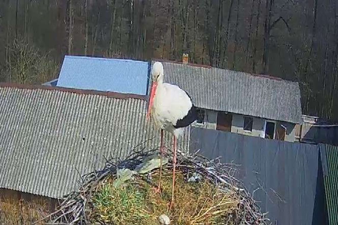 Bociany pod Chodlem. Jest już pierwsze jajo!