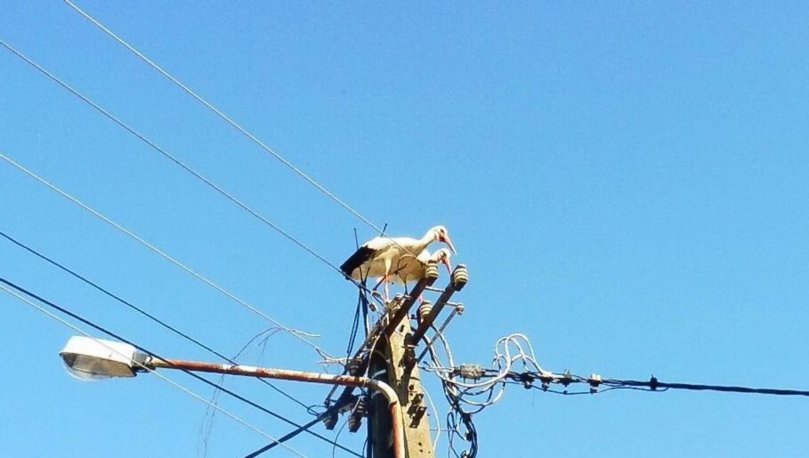 Bociany powróciły, ale ich domu już nie ma 