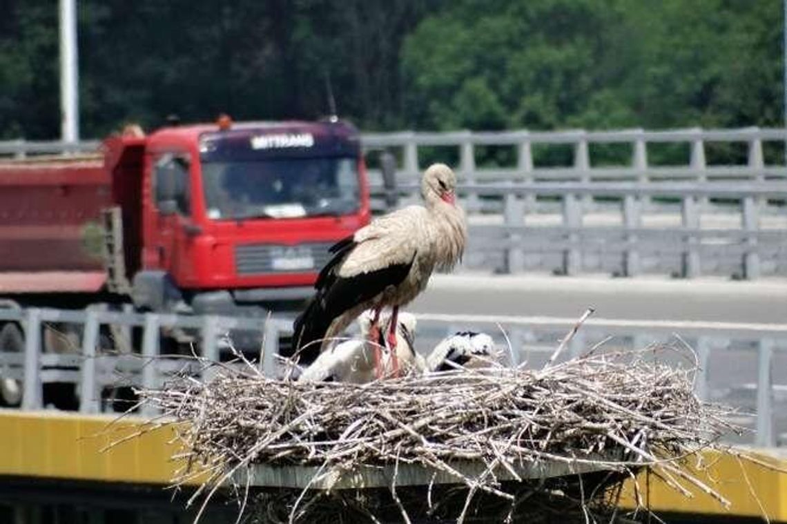 Bociany przy S17 zadomowiły się po przeprowadzce
