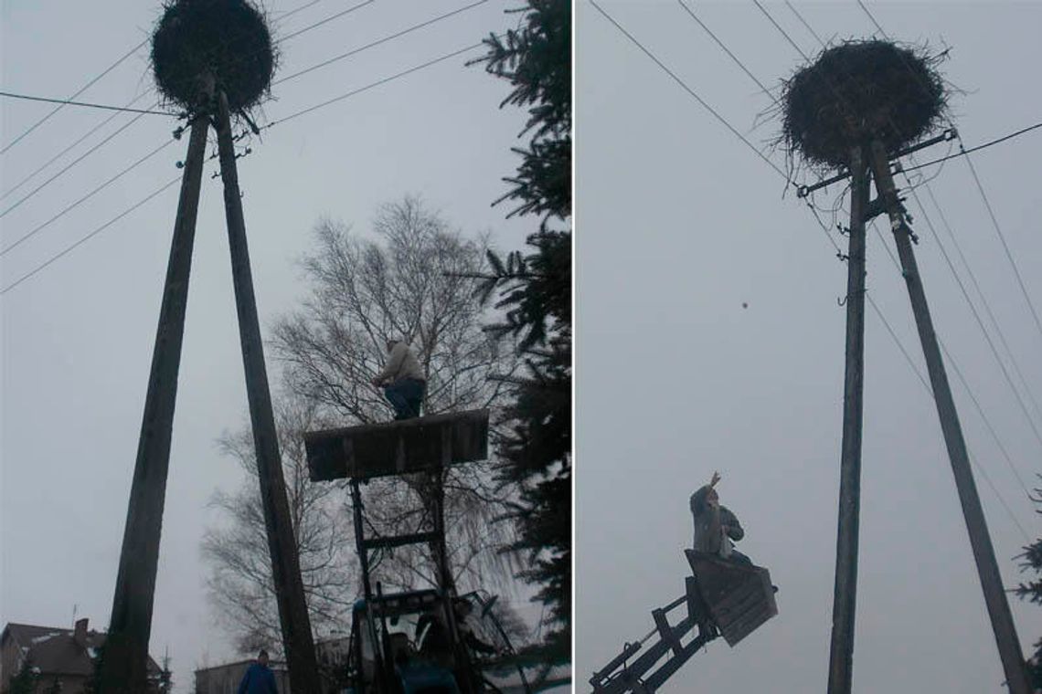 Bociany przyleciały i głodują. Akcja \"schabem w gniazdo\" zakończona sukcesem