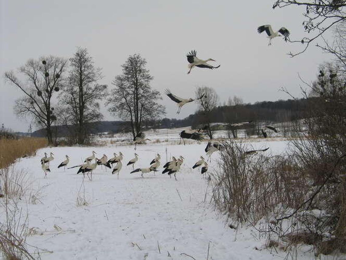 Bociany wracają do Polski, a tu sroga zima. Pomogli mieszkańcy [zdjęcia]