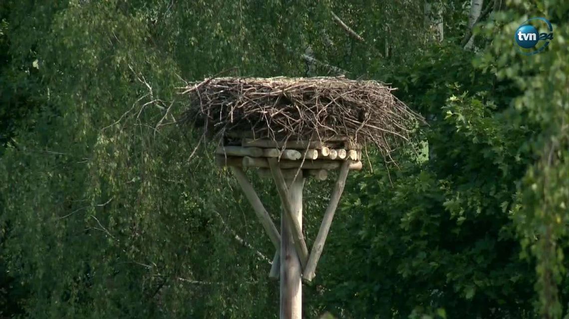 Bociany wyjątkowo wcześnie opuszczają Polskę. "Może jest im tutaj za ciepło" 