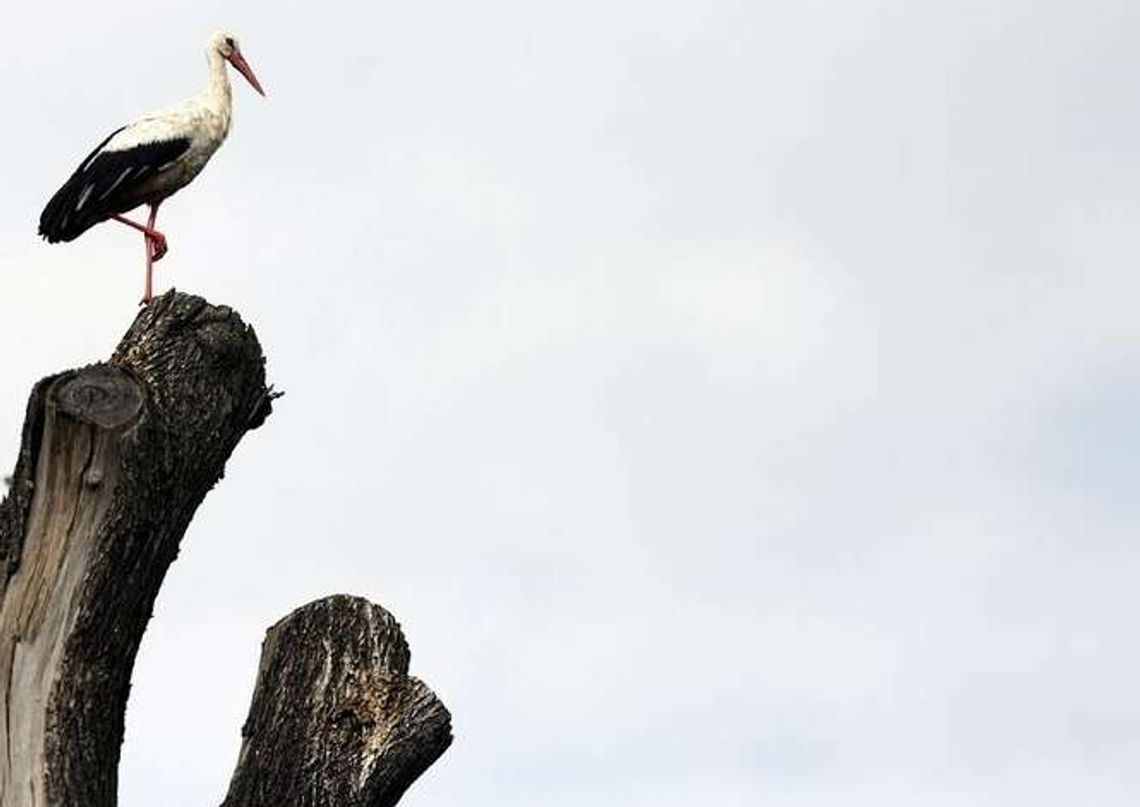 Bociany zbierają się do odlotu, a część już wyruszyła. Wszystko przez upały