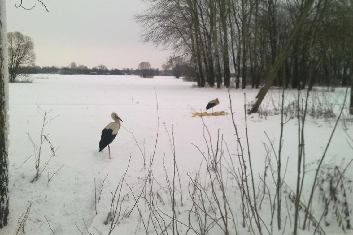 Bociany zostały na zimę Bociany zostały na zimę