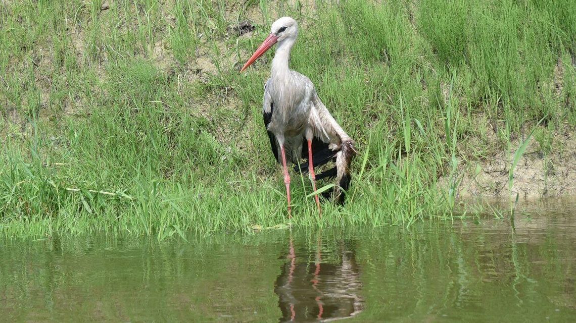 Boćkowi na ratunek. Ma złamane skrzydło, jest w dobrych rękach Boćkowi na ratunek. Ma złamane skrzydło, jest w dobrych rękach