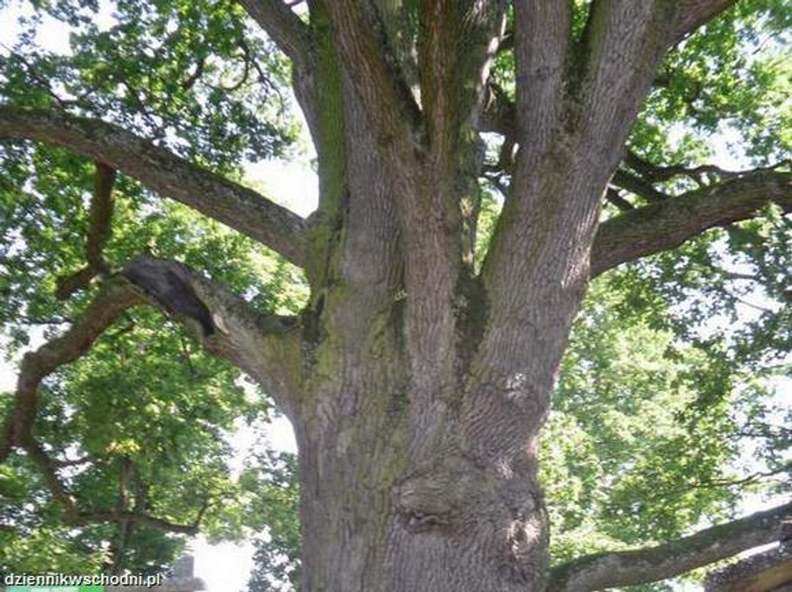 Bolkowanie w Hniszowie, czyli święto w cieniu wiekowego dębu