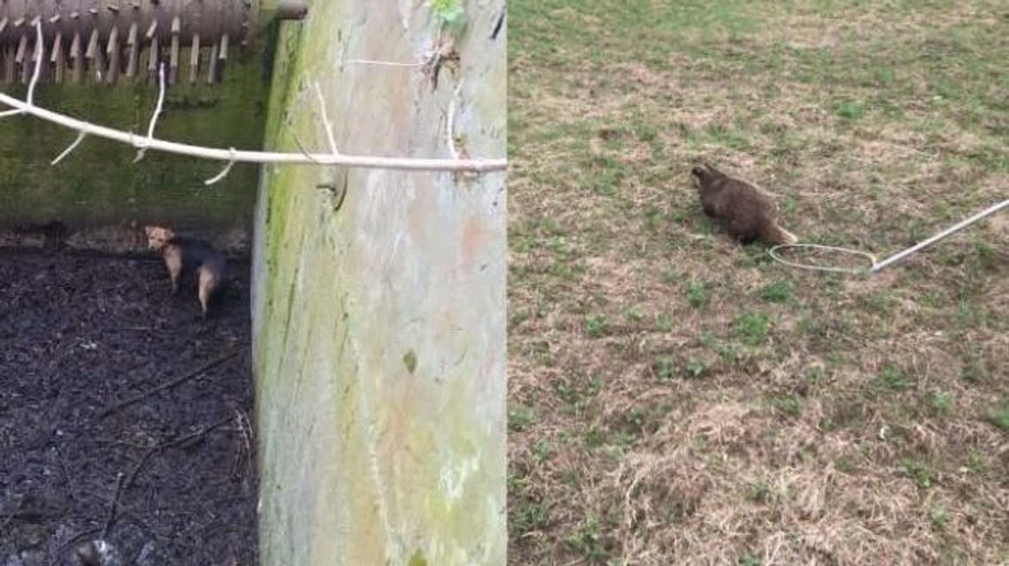 Borsuk i pies. Strażacy w jeden dzień uratowali zwierzęta Borsuk i pies. Strażacy w jeden dzień uratowali zwierzęta