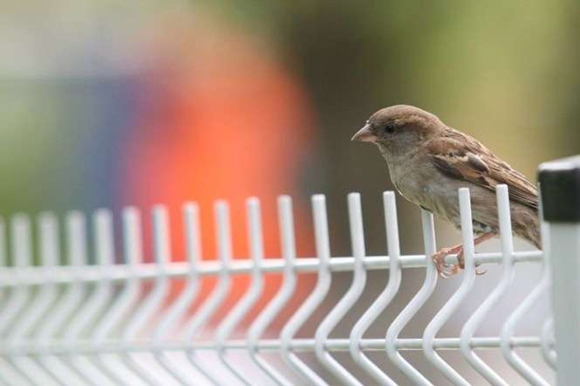 Botanik jeszcze czeka na karmniki. Konkurs dla uczniów