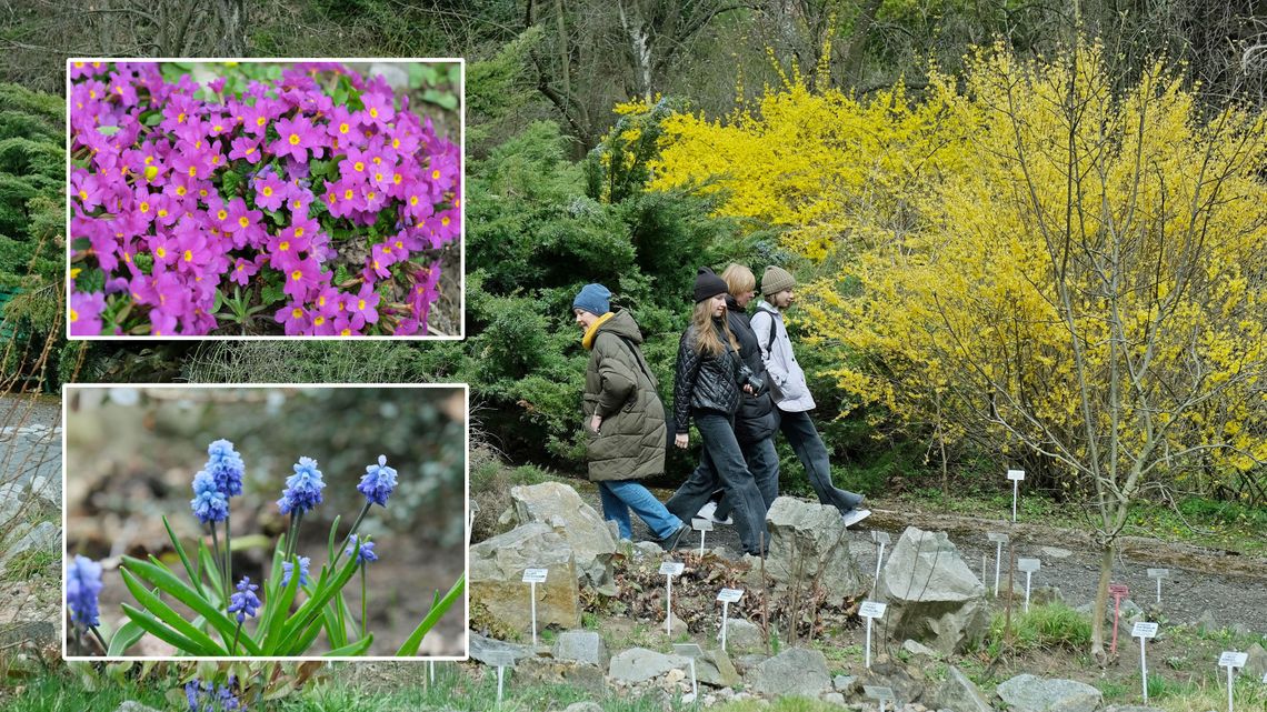 Botanik już kwitnie. Wracają niedzielne spacery z przewodnikiem