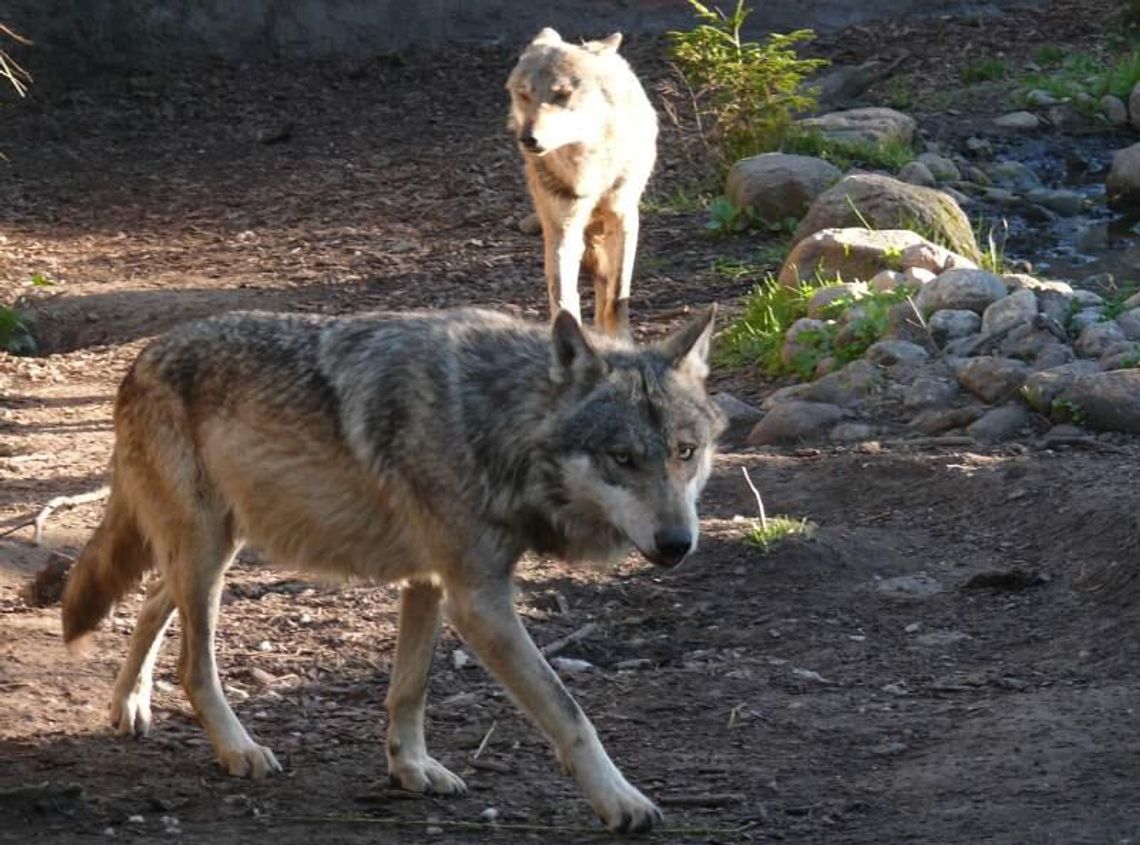 Bratobójcza walka wilków w zoo w Opolu