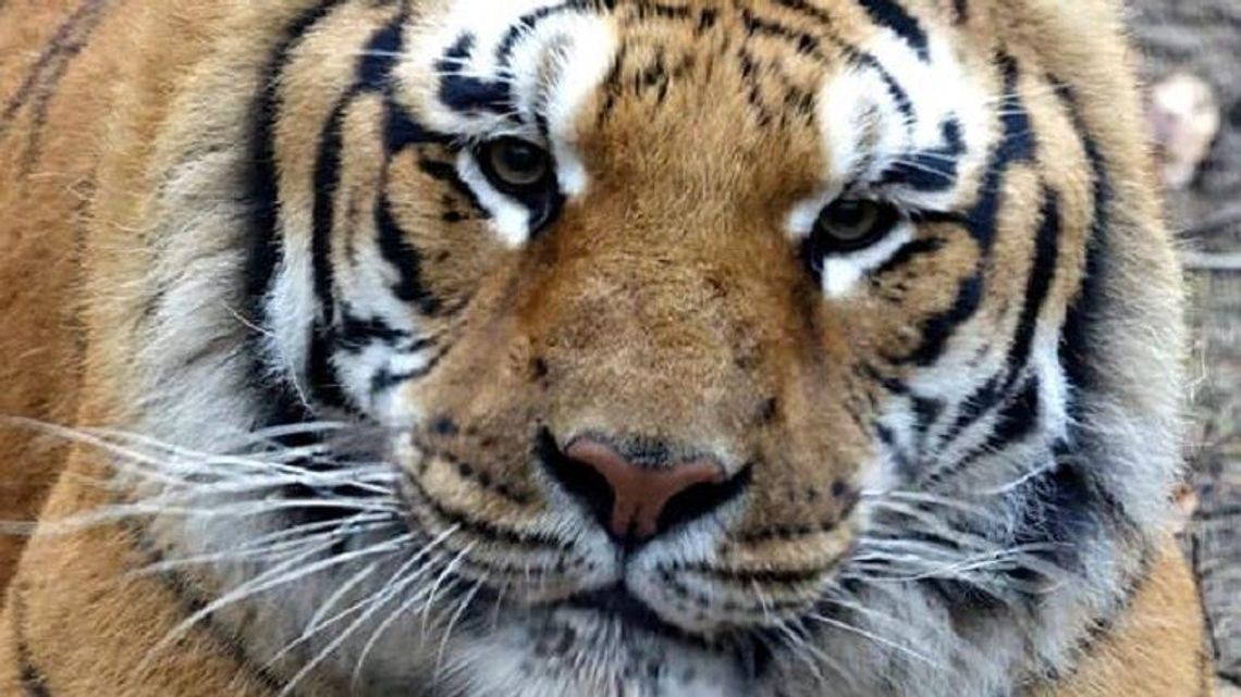 Bronią granicznego lekarza weterynarii. "Rozpoczął walkę o przeżycie zwierząt" Bronią granicznego lekarza weterynarii. "Rozpoczął walkę o przeżycie zwierząt"