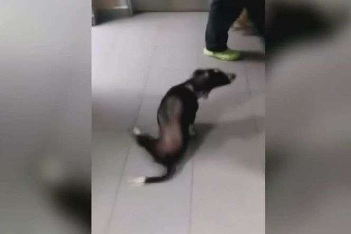 Brutalnie skatował psa. "Takiego urazu jeszcze nie widzieliśmy" Brutalnie skatował psa. "Takiego urazu jeszcze nie widzieliśmy"