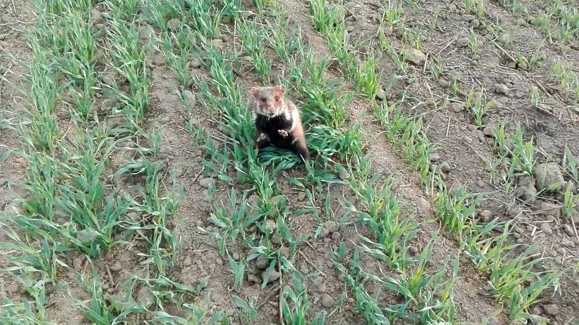 Budowa S17. Gdy przyszli go szukać, to chomika koło Świdnika nie było. Ale teraz już jest