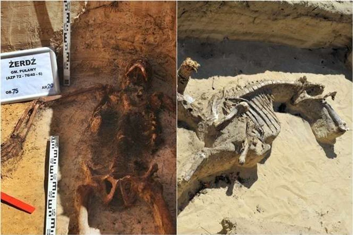 Budowa S17: Pod pomnikiem znaleźli pochówki z okresu powstania styczniowego