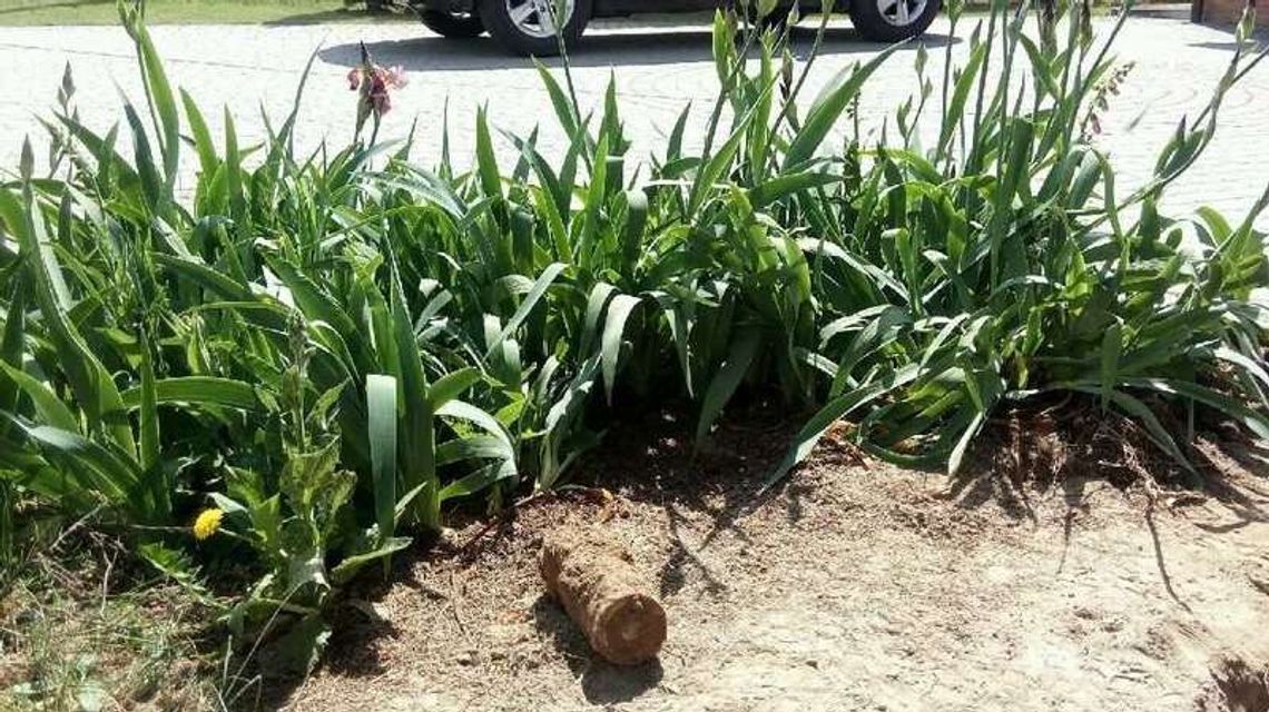 Budował ogrodzenie. Wykopał pocisk 