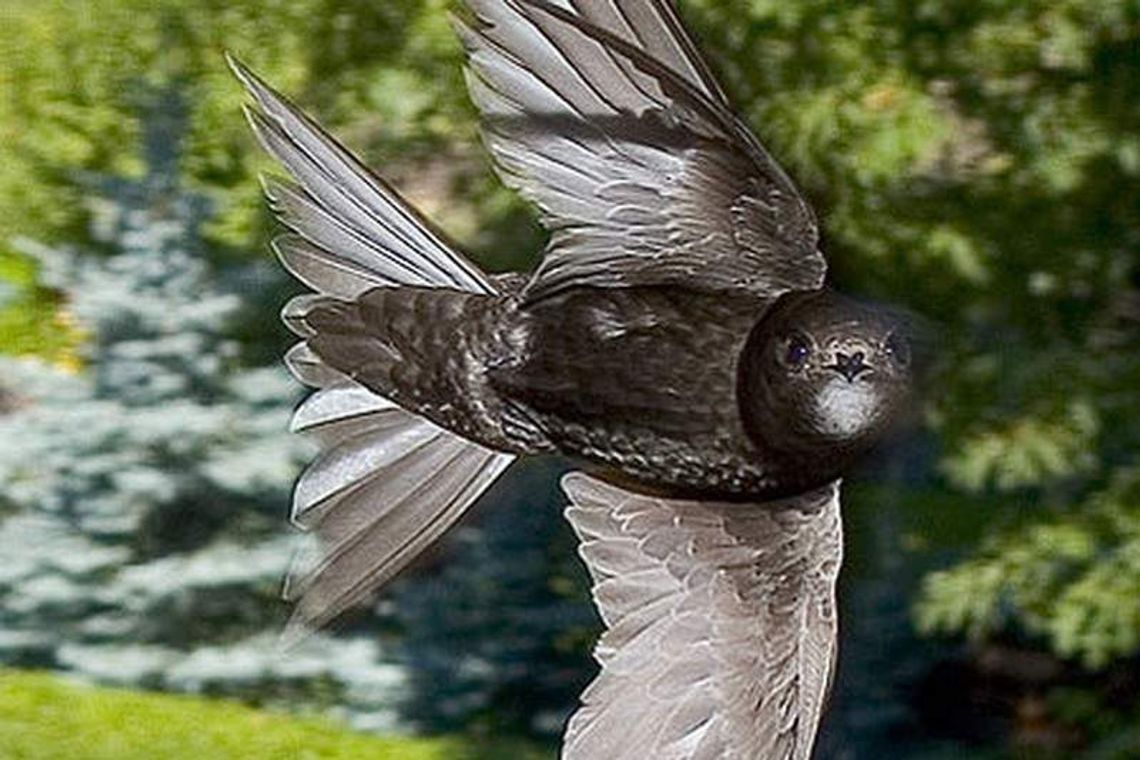 Budżet obywatelski w Puławach. Pomysły mieszkańców już ocenione