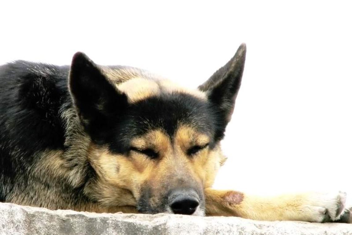 Budżet Świdnika: nowe obiekty sportowe i policyjny pies