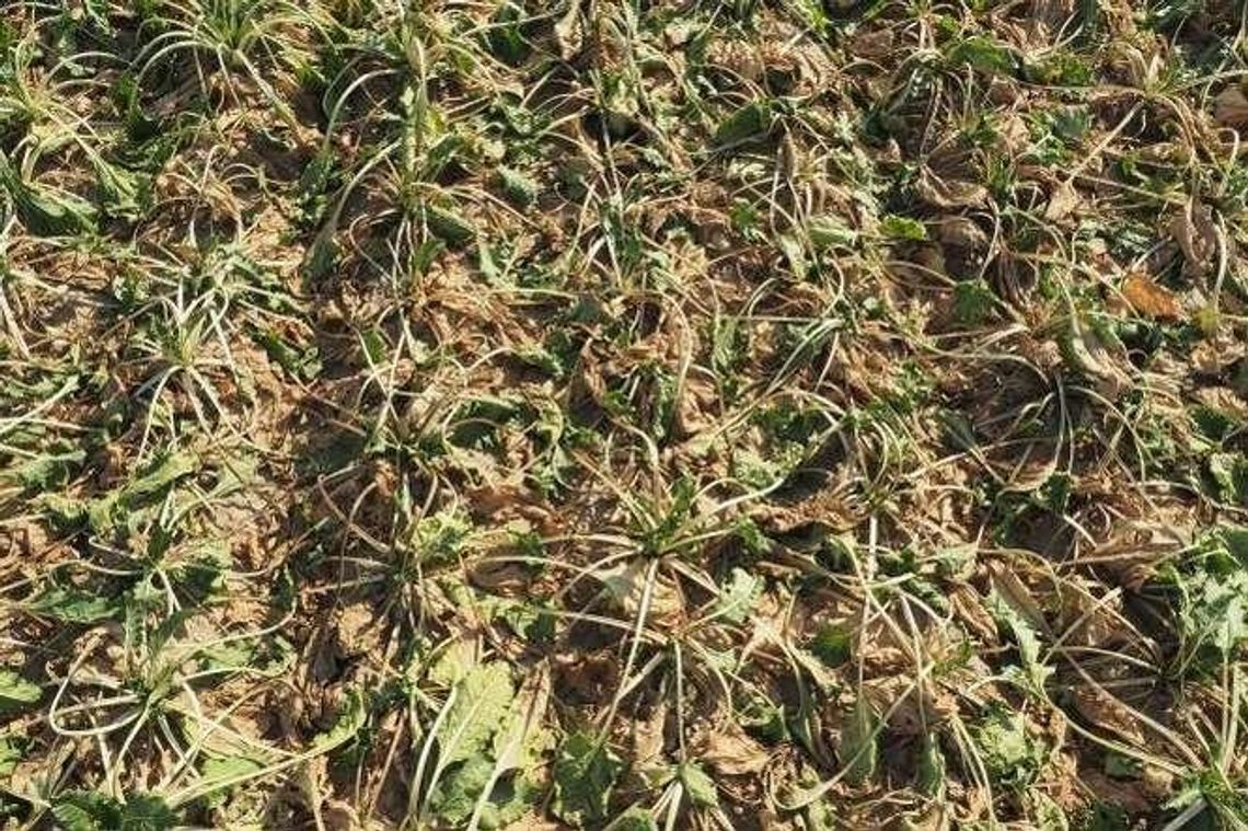 Buraków będzie mniej, ale cukier nie zdrożeje