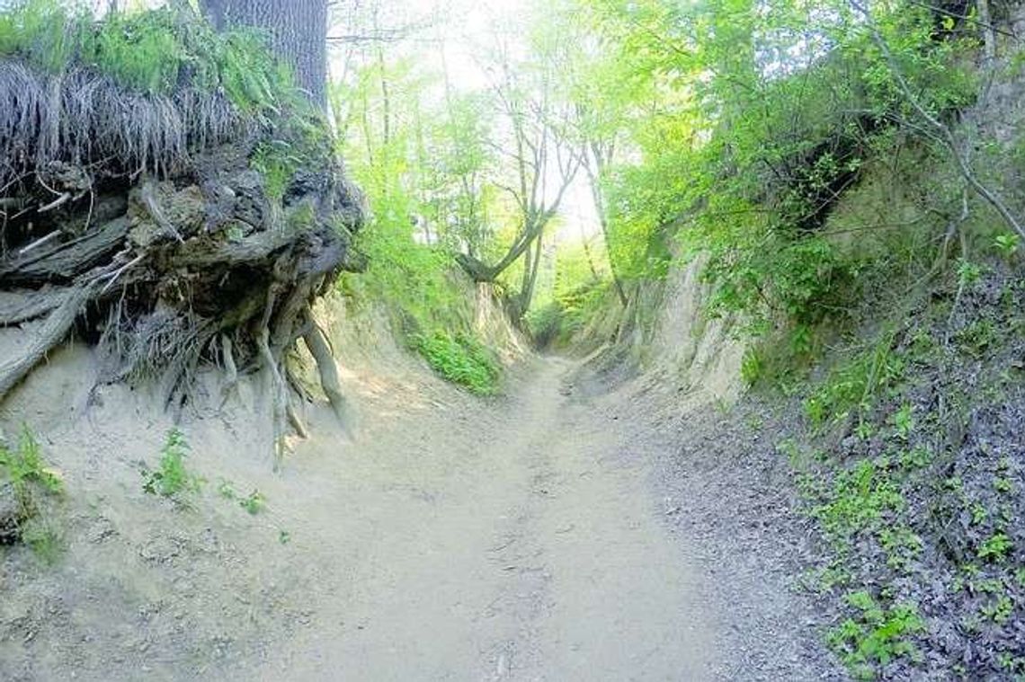 Burmistrz głuchy na protesty ws. wąwozu. "Zniszczone zostanie to, co jest elementem zachwytu"