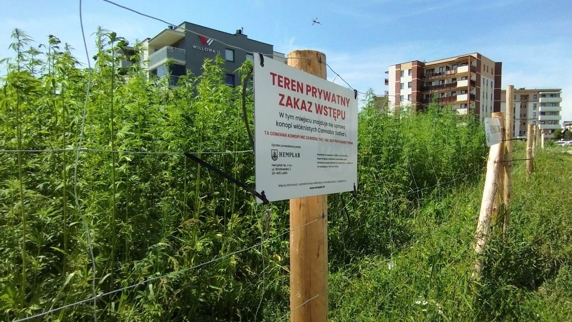 Buszujący w konopiach. Coraz więcej ciekawskich na słynnym polu w Lublinie