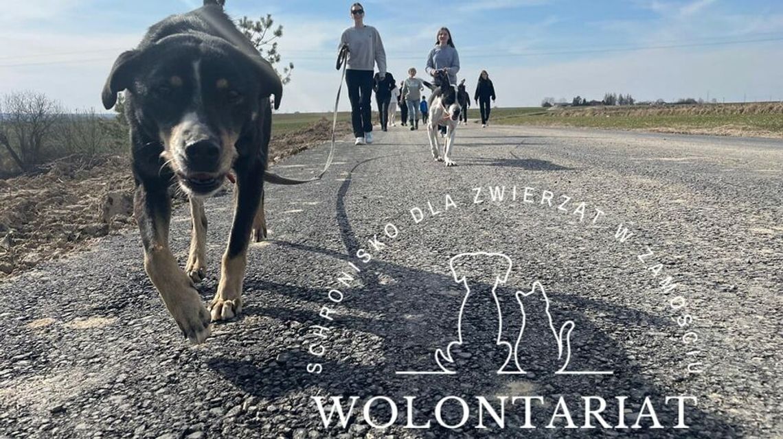 By psom i kotom żyło się lepiej. Potrzebni wolontariusze w zamojskim schronisku