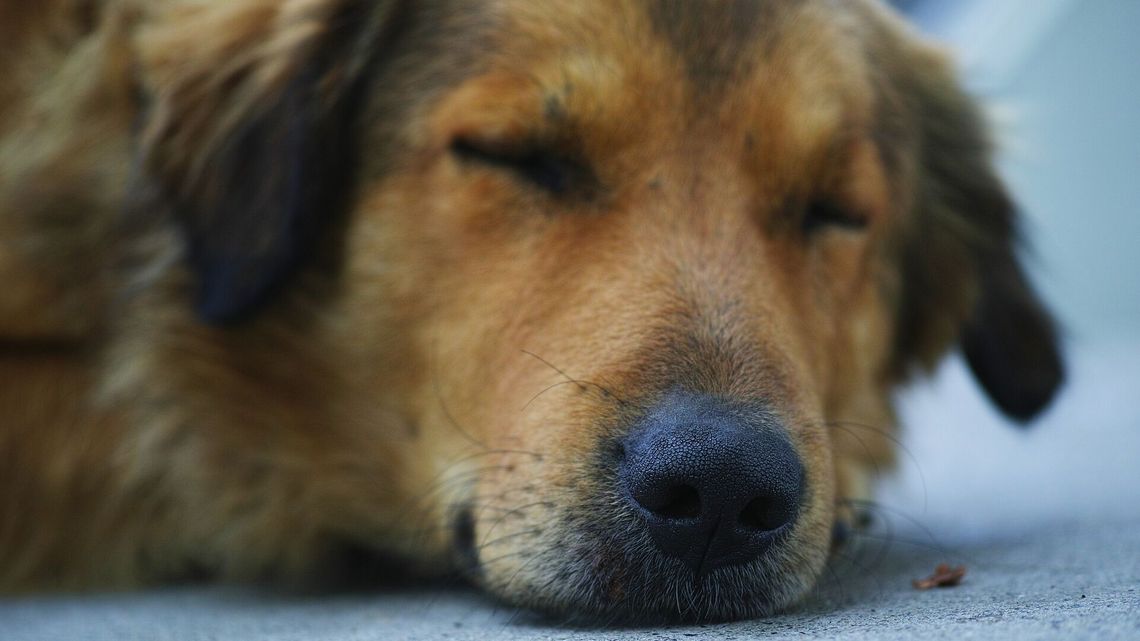 Być psem w Świdniku i przeżyć. Kto truje czworonogi? Być psem w Świdniku i przeżyć. Kto truje czworonogi?