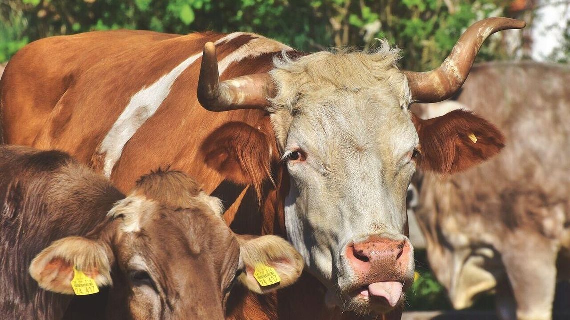 Byk poturbował gospodarza 