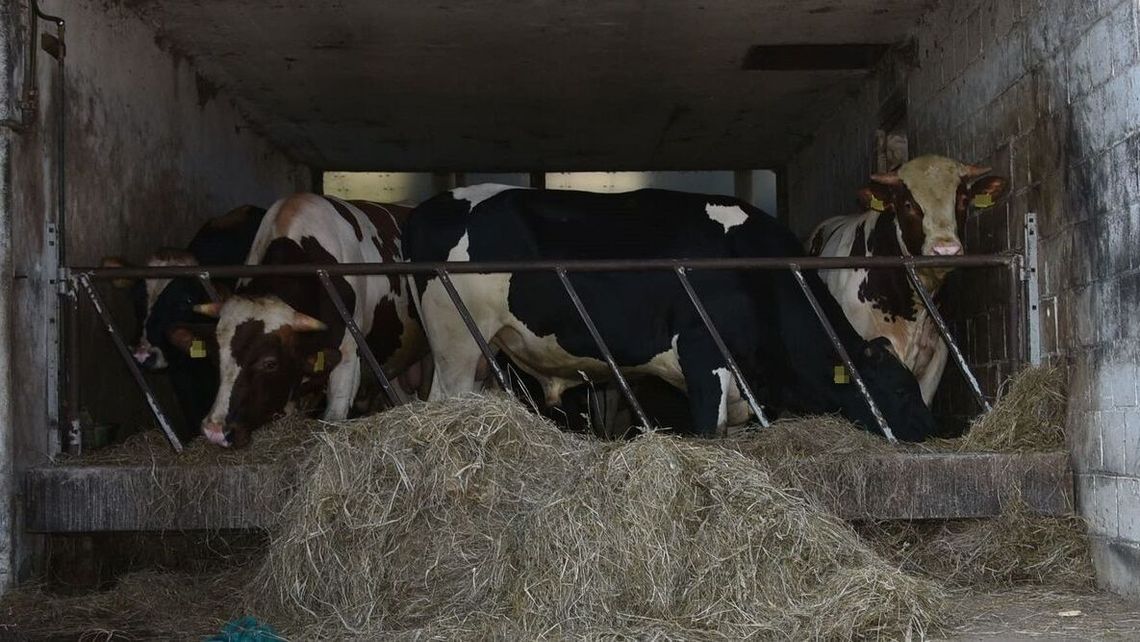 Byk staranował 54-latka. Gospodarz nie żyje