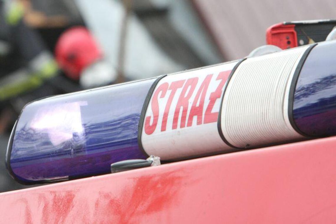Byk utknął w szambie. Strażacy wyciągnęli zwierzę Byk utknął w szambie. Strażacy wyciągnęli zwierzę