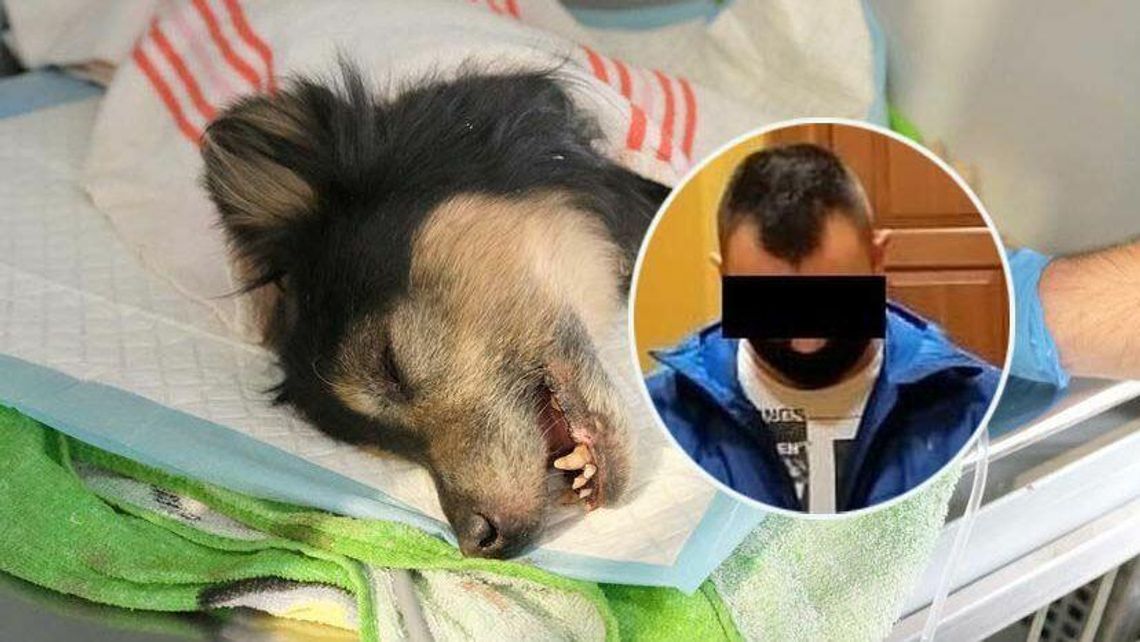 Był wyjątkowo okrutny i skatował swojego psa. Potem zakopał go żywcem Był wyjątkowo okrutny i skatował swojego psa. Potem zakopał go żywcem