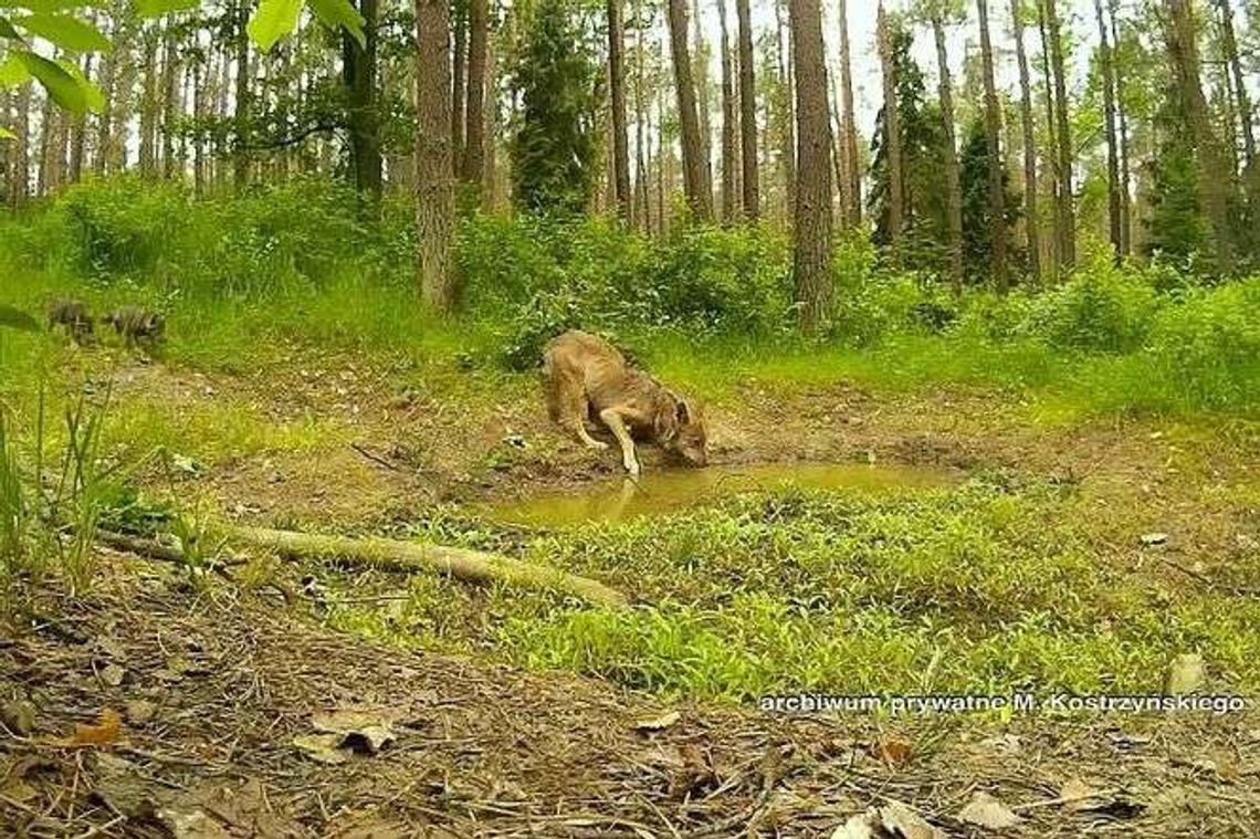 Były myśliwy ratuje wilki. "Łowiectwo za bardzo idzie w stronę rzeźnictwa" Były myśliwy ratuje wilki. "Łowiectwo za bardzo idzie w stronę rzeźnictwa"