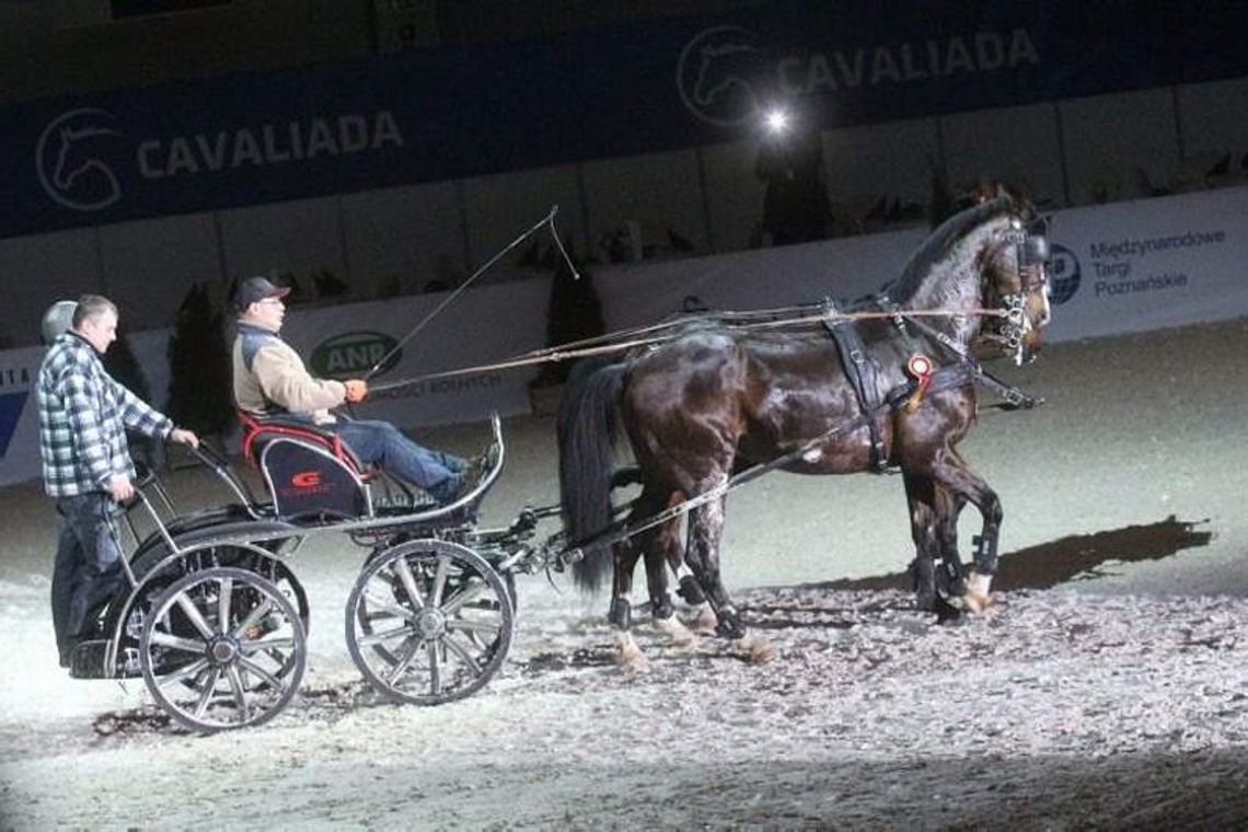 Cavaliada 2013: Takiej imprezy w Lublinie jeszcze nie było (wideo)