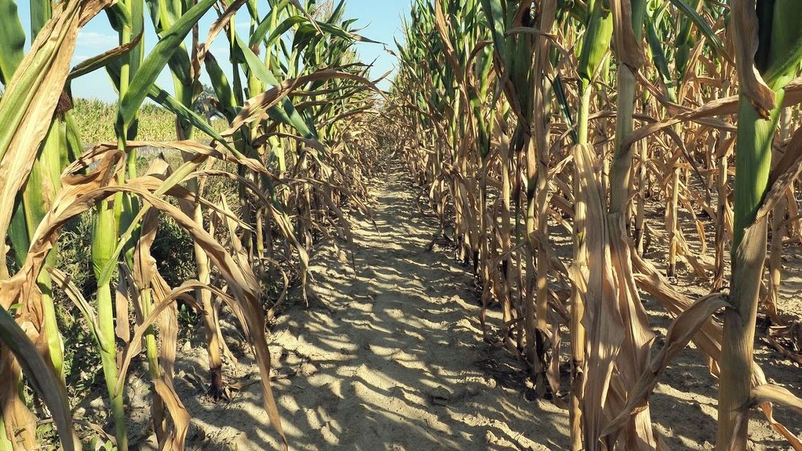 CBA: Grupa producentów rolnych z woj. lubelskiego wyłudziła 17 milionów złotych