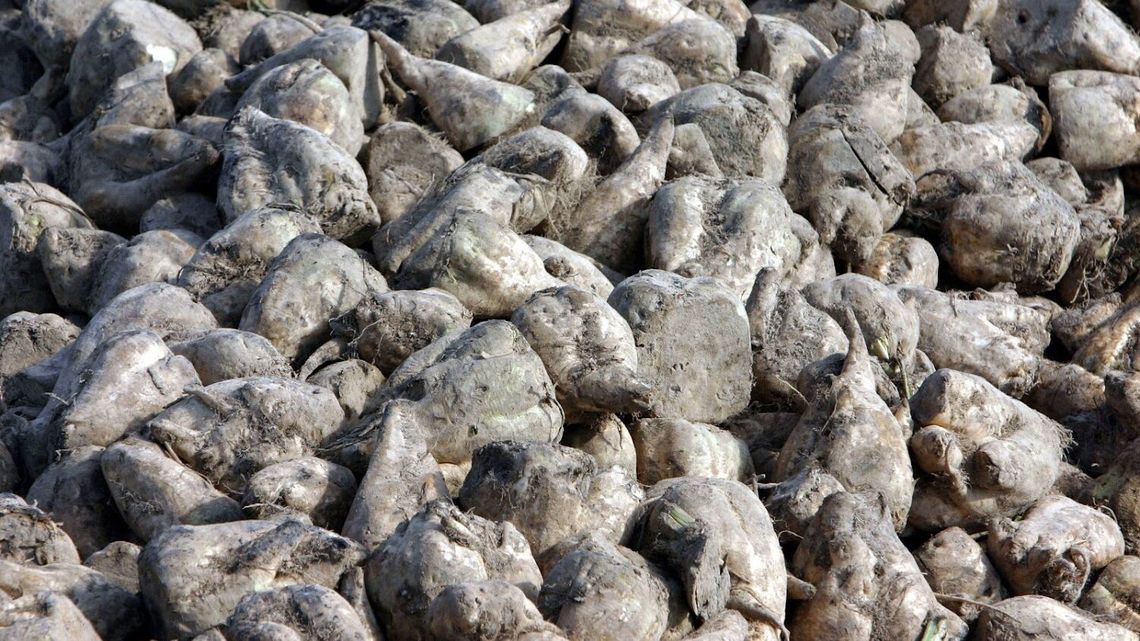 CBA kontroluje. Cukrownia odpowiada