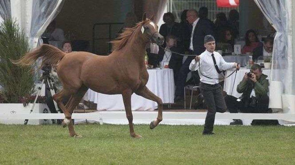CBA zbada stadniny w Janowie Podlaskim i Michałowie? Tego chce Joanna Mucha