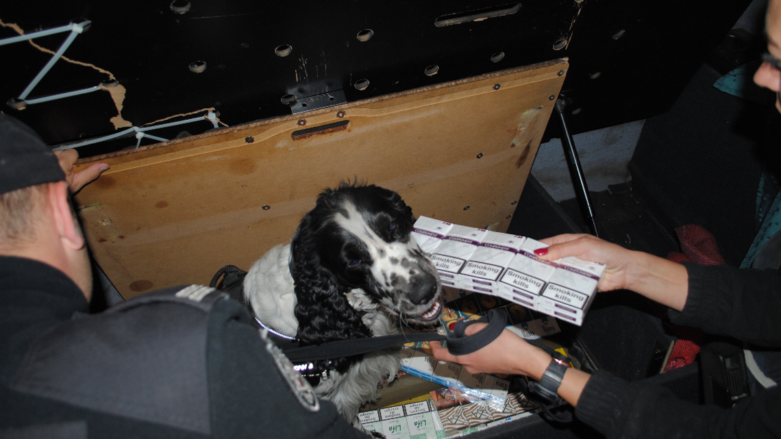 Celnicy będą szkolić psy, żeby wykrywały chorych na Covid Celnicy będą szkolić psy, żeby wykrywały chorych na Covid