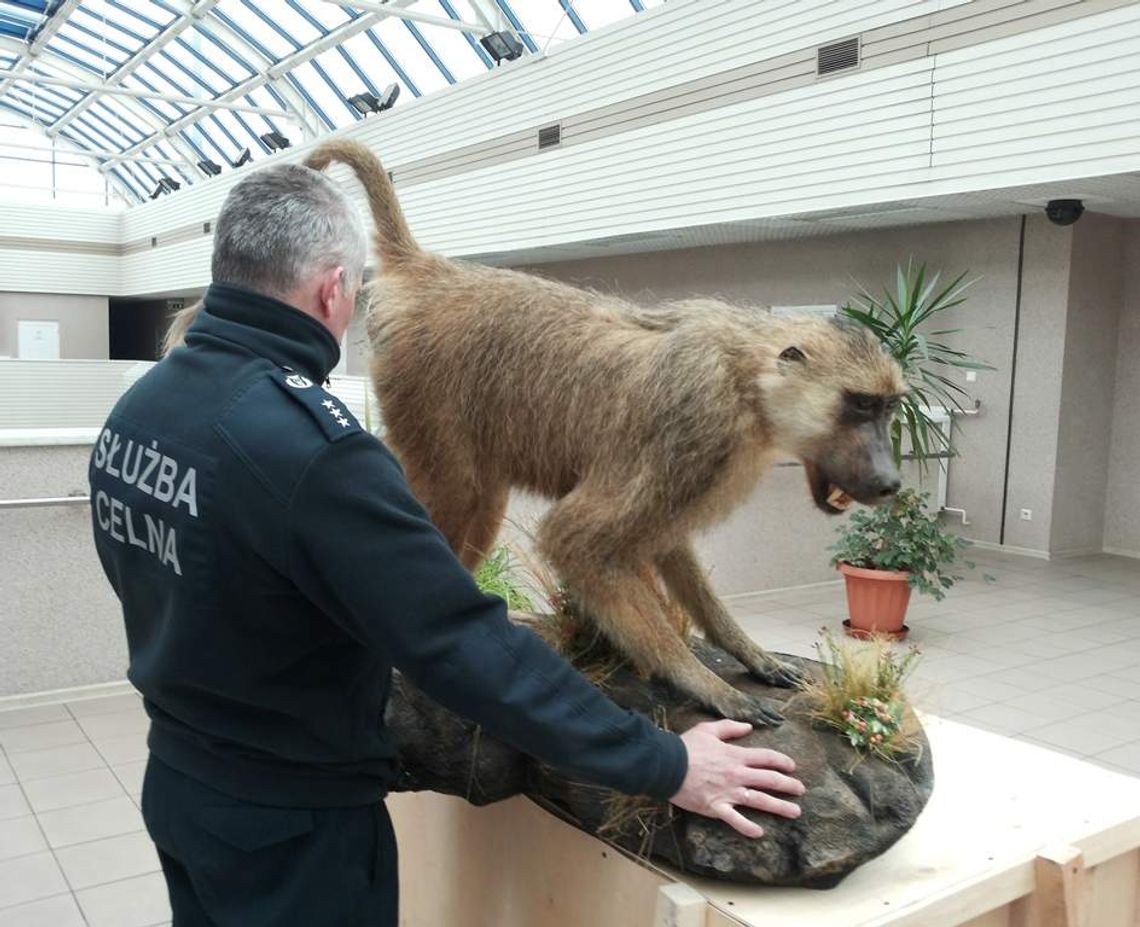 Celnicy: Ten pawian do Polski nie wjedzie