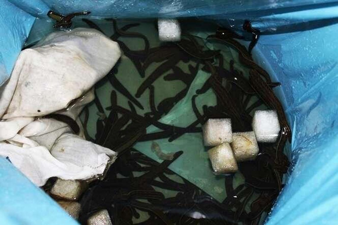 Celnicy zajrzeli do worka. A tam prawdziwe kłębowisko pijawek