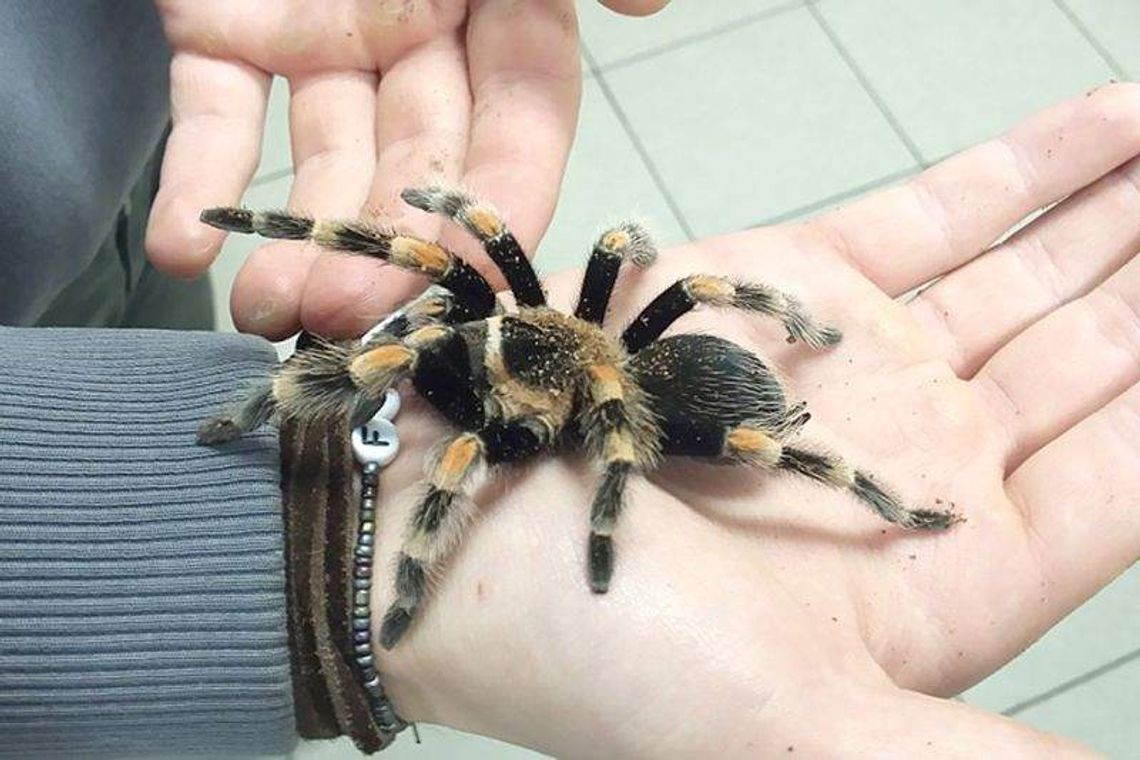 Celnicy znaleźli pająka w bagażu. Teraz trafi do zoo